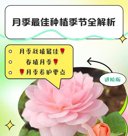 月季苗种植土里需要注意什么？
