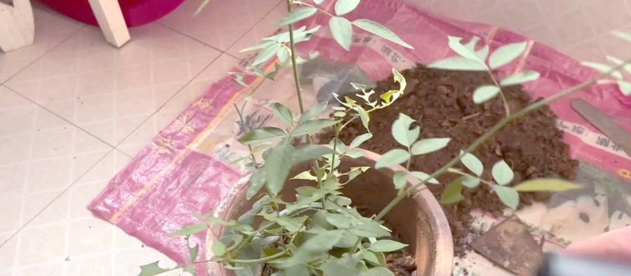月季苗种植土里需要注意什么？