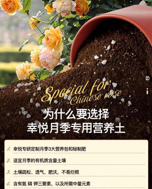 月季苗种植土里需要注意什么？