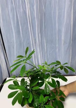 搬家时盆景绿植如何正确摆放？