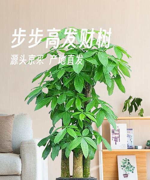 搬家时盆景绿植如何正确摆放？