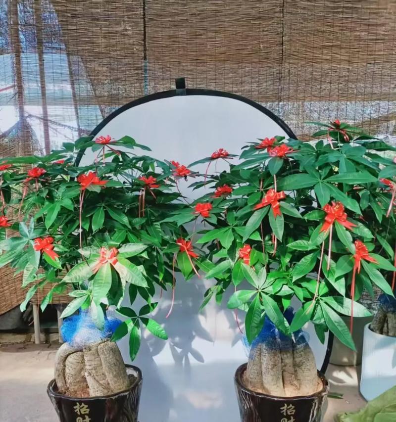 搬家时盆景绿植如何正确摆放？