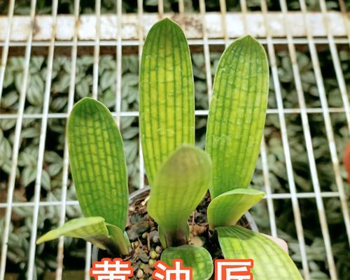 君子兰苗长白毛的原因及处理方法？