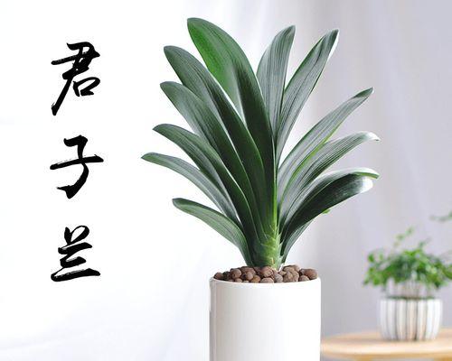 君子兰苗长白毛的原因及处理方法？