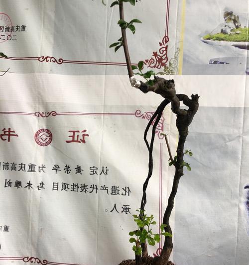 盆景金丝红木的养护技巧有哪些？如何修剪造型？