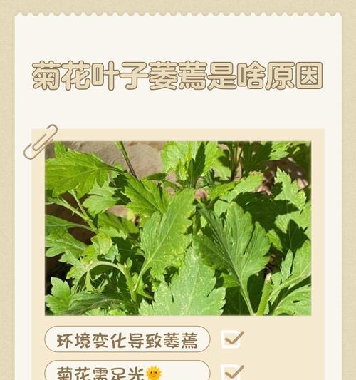 乒乓菊花叶子发黄的处理方法是什么？