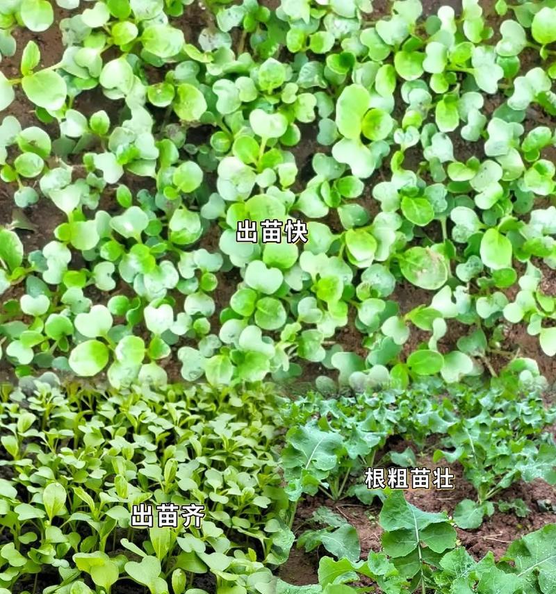 油菜栽培技术的标准是什么？
