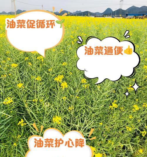 油菜栽培技术的标准是什么？