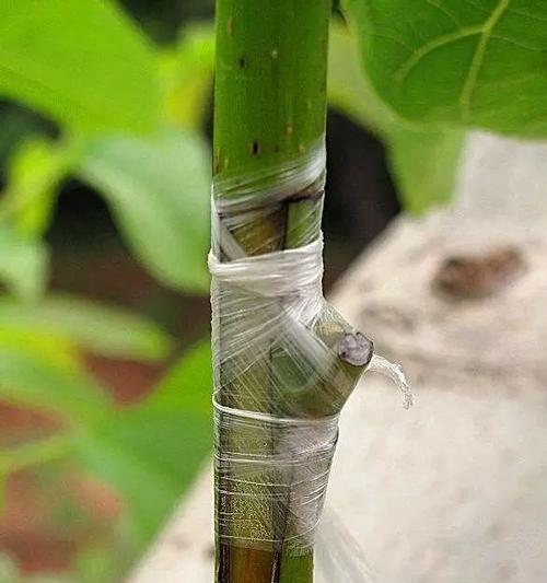 自制砧花肥料的步骤是什么？