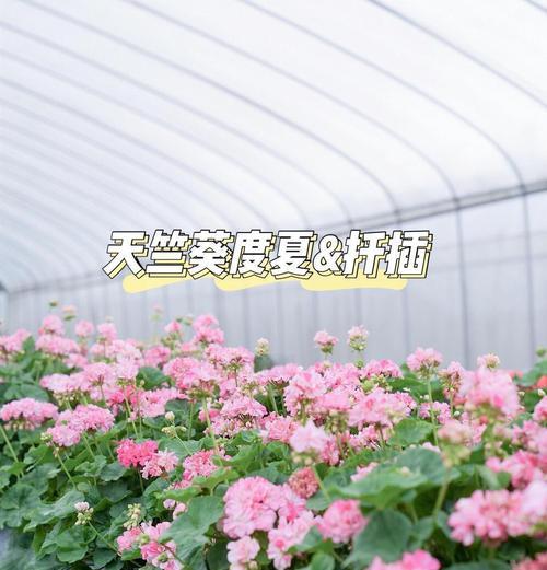 天竺葵浇水的正确方法是什么？