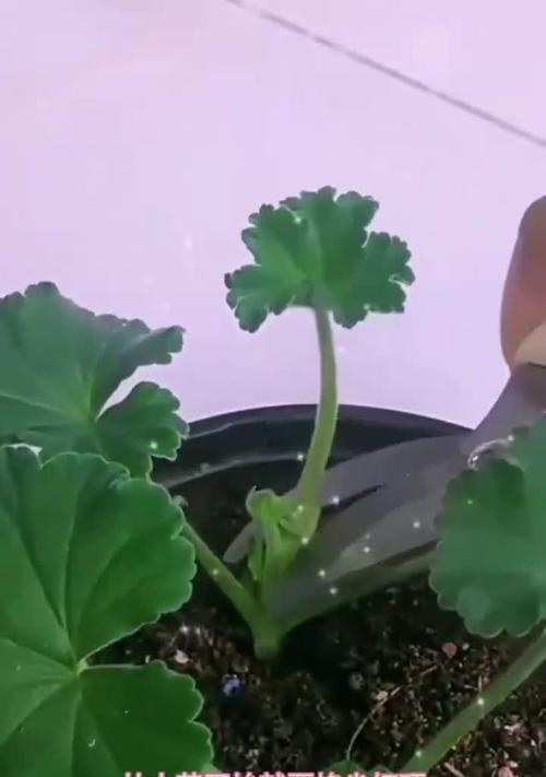 天竺葵浇水的正确方法是什么？