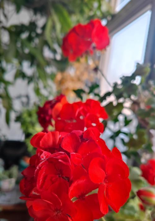 阳台一片红色的花是什么花？如何识别？