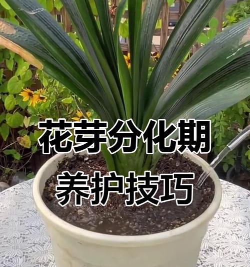 君子兰施肥时哪种壳类材料最适宜？
