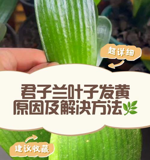 君子兰叶子黄尖的养护方法是什么？