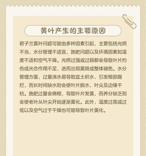 君子兰叶子黄尖的养护方法是什么？