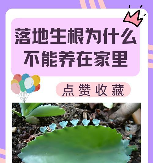 花卉生根繁殖需要多长时间？