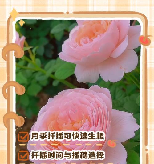 花卉生根繁殖需要多长时间？