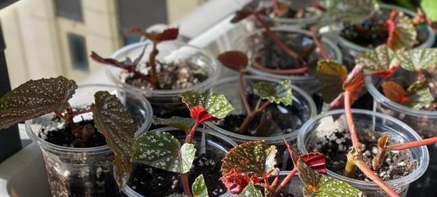 花卉生根繁殖需要多长时间？