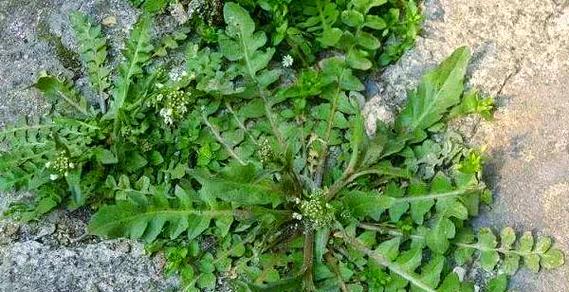 荠菜在南方的别称是什么？最佳播种时间是？