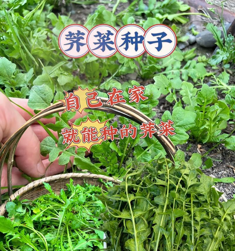 荠菜在南方的别称是什么？最佳播种时间是？