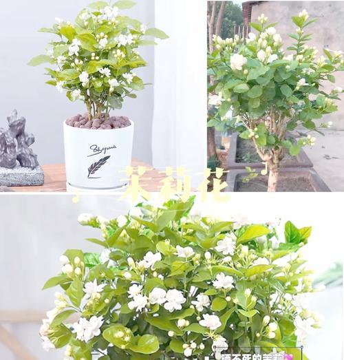 阳台上的花卉需要遮阳吗？遮阳对花卉生长有何好处？