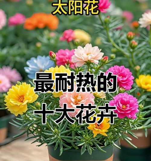 阳台上的花卉需要遮阳吗？遮阳对花卉生长有何好处？