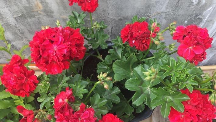 阳台上的花卉需要遮阳吗？遮阳对花卉生长有何好处？