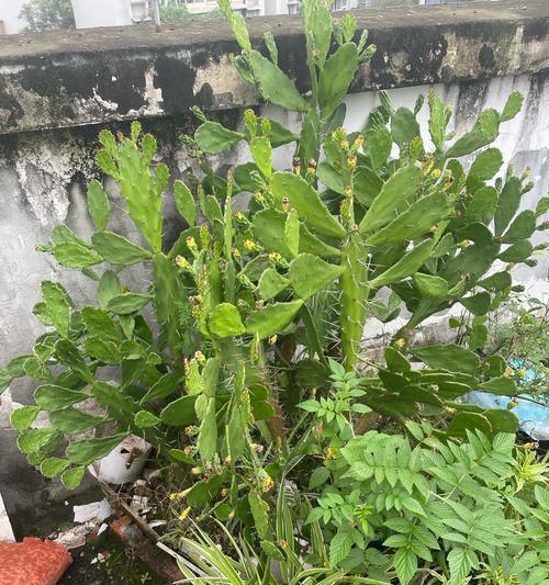 新泰市有哪些推荐的观赏植物？