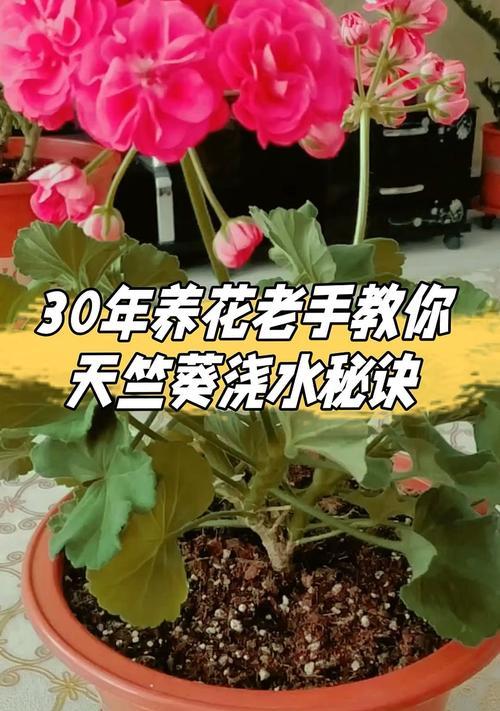家中天竺葵花卉的正确养护方法是什么？如何处理常见问题？