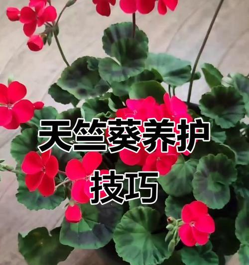 家中天竺葵花卉的正确养护方法是什么？如何处理常见问题？
