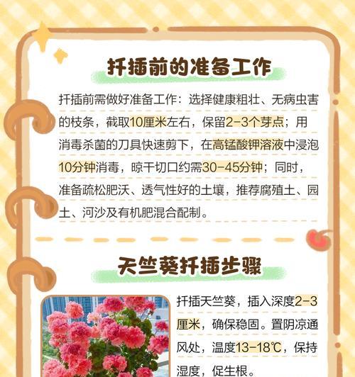 家中天竺葵花卉的正确养护方法是什么？如何处理常见问题？