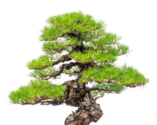 朽木松树盆景的正确养护方法是什么？