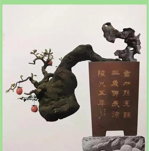 朽木松树盆景的正确养护方法是什么？