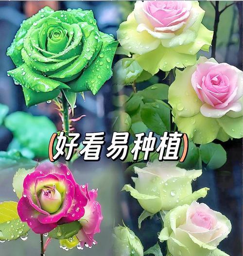 阳台种植玫瑰花有什么特别寓意？