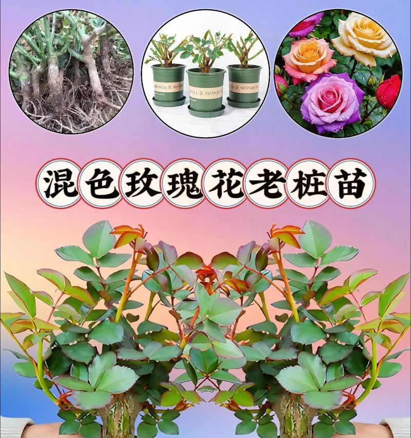阳台种植玫瑰花有什么特别寓意？