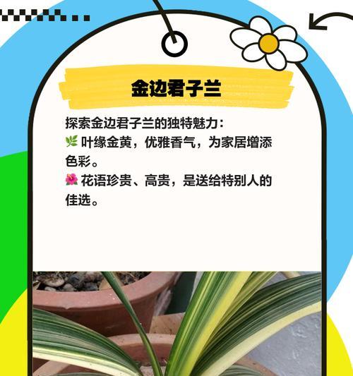 赤黑黑金刚君子兰如何鉴别？