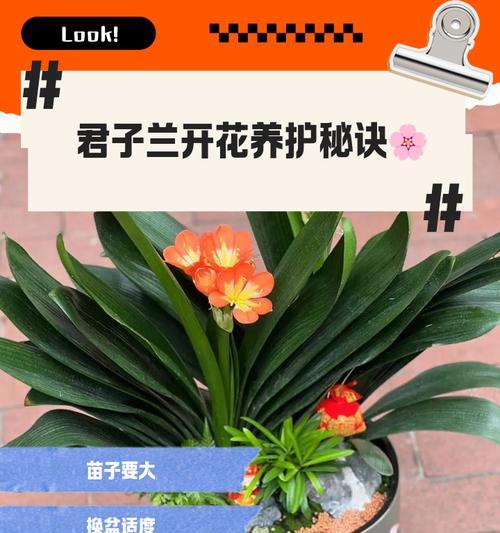 赤黑黑金刚君子兰如何鉴别？