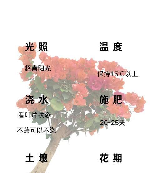 落地玻璃窗环境下如何养护三角梅？