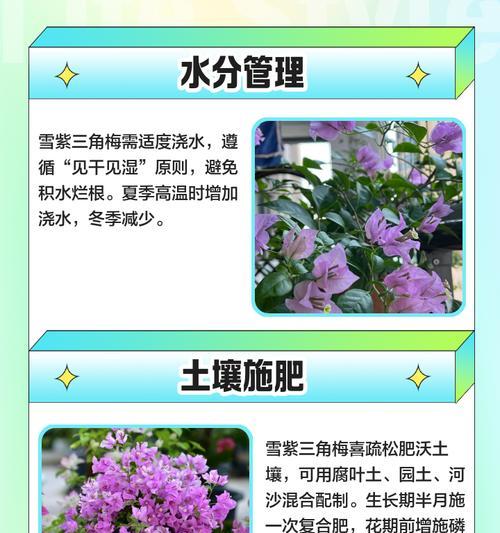 落地玻璃窗环境下如何养护三角梅？