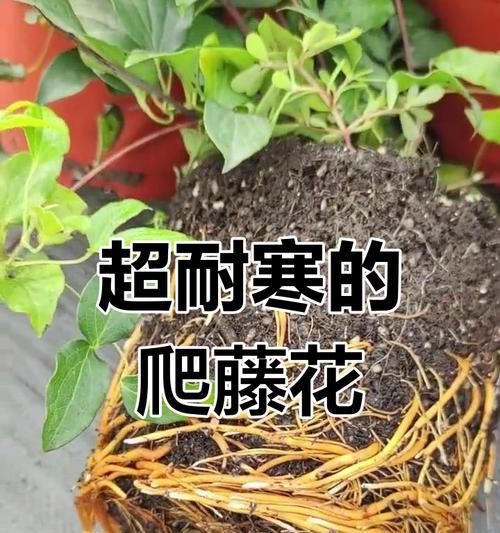 铁线莲在北方庭院怎么过冬？冬季铁线莲的养护技巧有哪些？