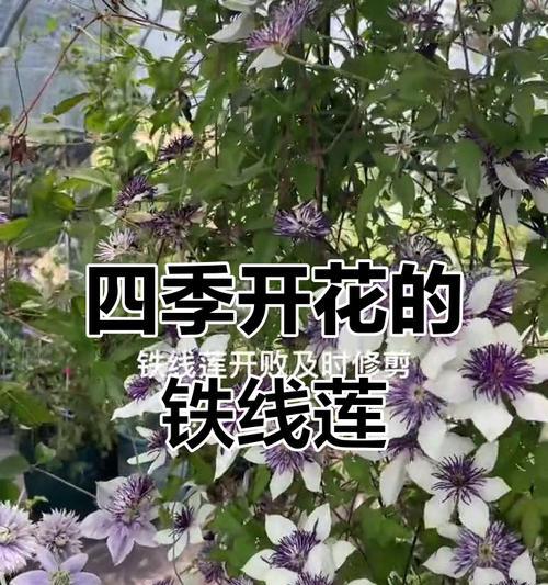 铁线莲在北方庭院怎么过冬？冬季铁线莲的养护技巧有哪些？