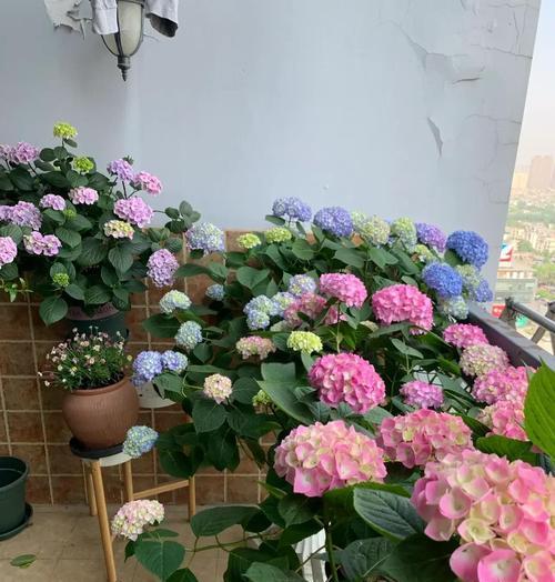 北阳台适合种植哪些花卉？