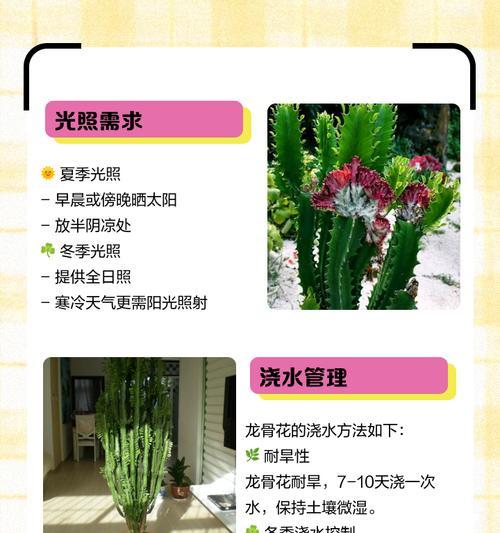 龙骨花修剪后叶子发黄的原因是什么？