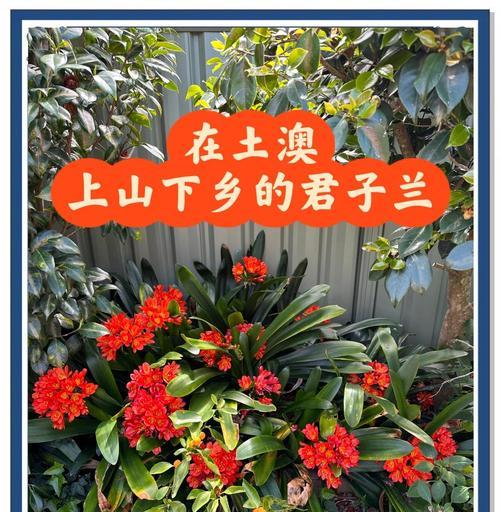 君子兰的起源和历史是什么？它有哪些文化意义？