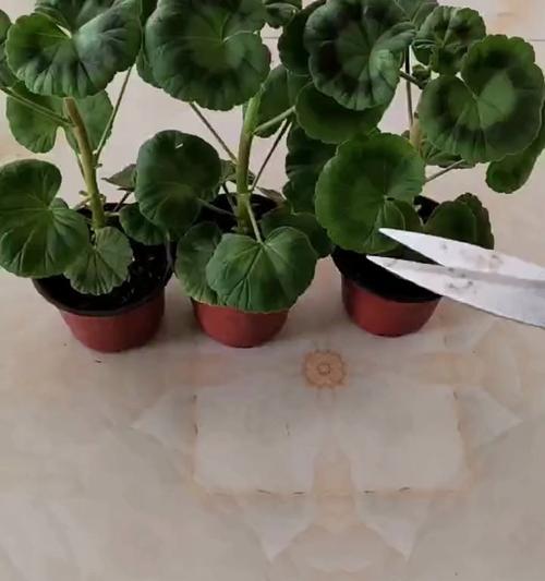 大苗天竺葵的正确养护方法是什么？