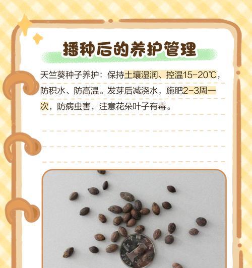 大苗天竺葵的正确养护方法是什么？