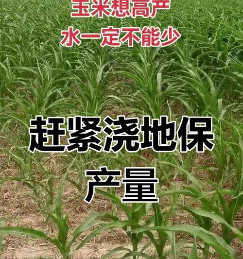 玉米播种时如何正确浇水？