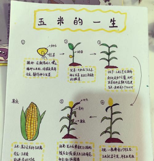 玉米播种时如何正确浇水？