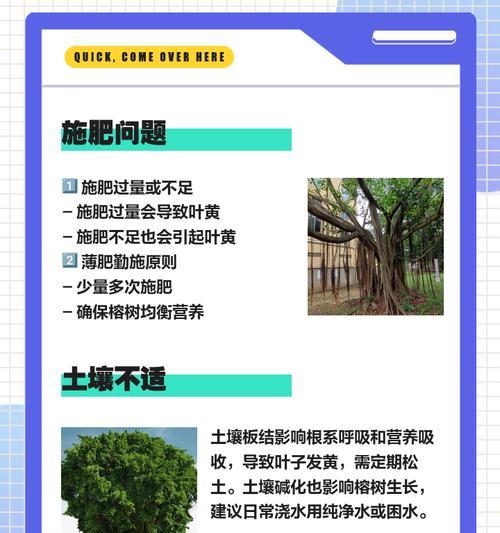 榕树夏季叶子发黄掉落的解决方法是什么？
