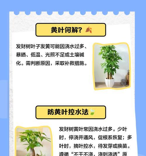 榕树夏季叶子发黄掉落的解决方法是什么？